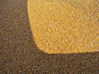 Available 80-100T Pioneer corn p85687 straight from the field