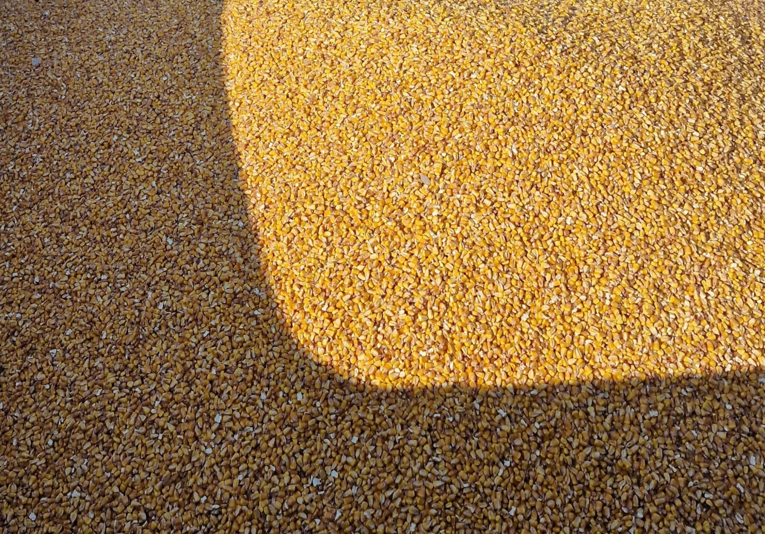Available 80-100T Pioneer corn p85687 straight from the field