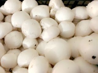 Hello, I am a producer of white mushrooms. I