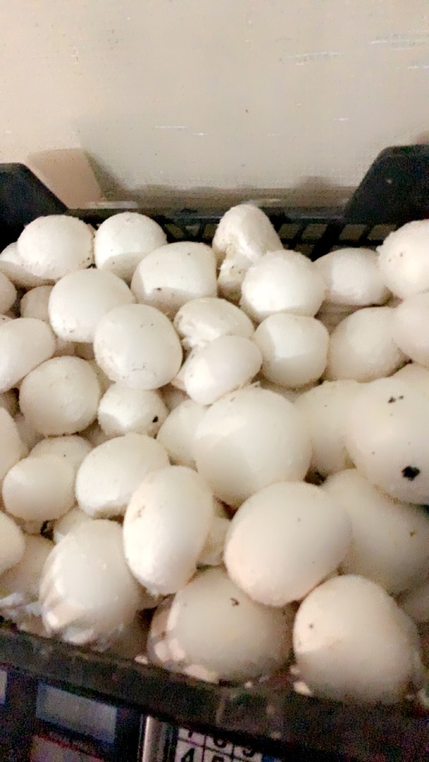 Hello, I am a producer of white mushrooms