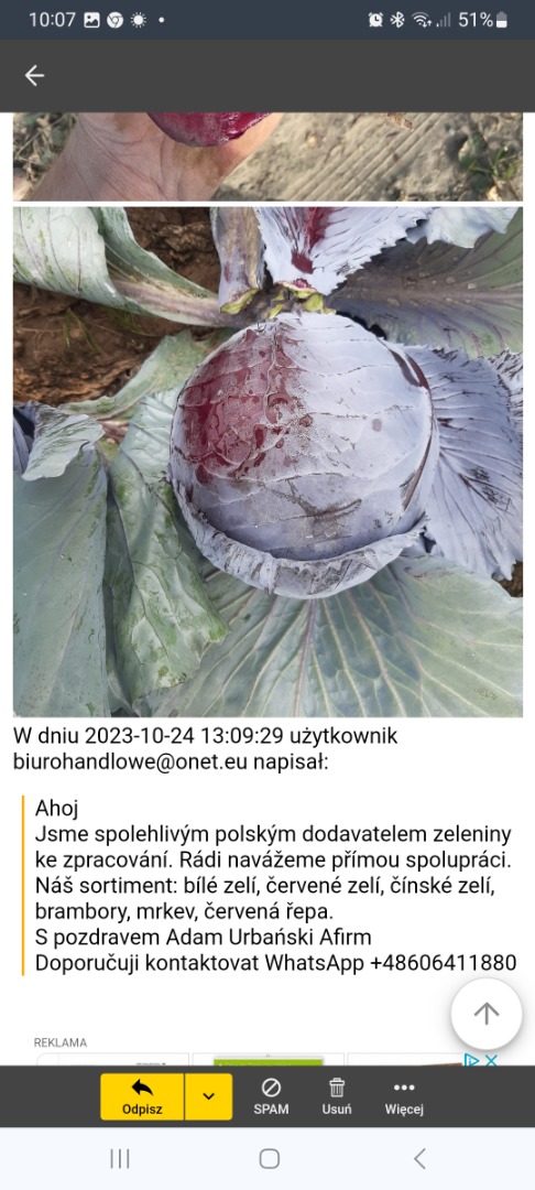 I sell 12 months a year in commercial quality and also offer red cabbage and Chinese cabbage for processing