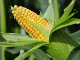 3rd class fodder corn