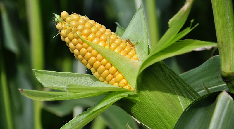 3rd class fodder corn