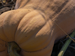 We grow and sell sweet pumpkin varieties: Matilda, Guitar,