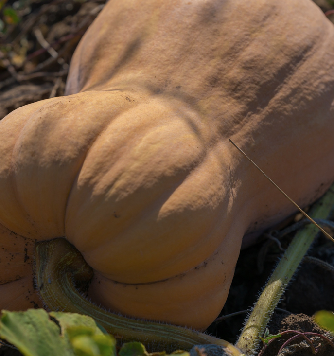 We grow and sell sweet pumpkin varieties: Matilda, Guitar, Butternut