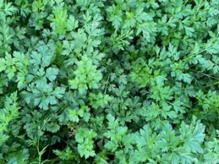 I will sell parsley