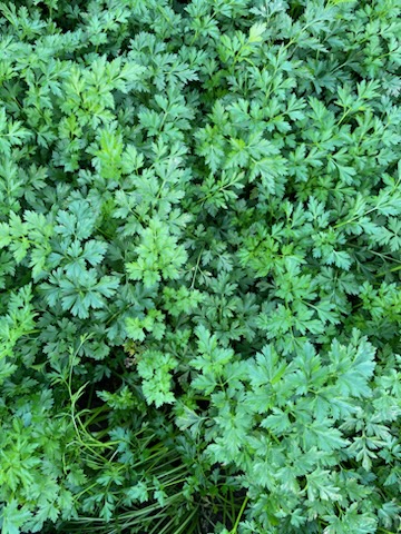 I will sell parsley
