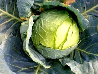 Large quantity of Kyose cabbage for sale!