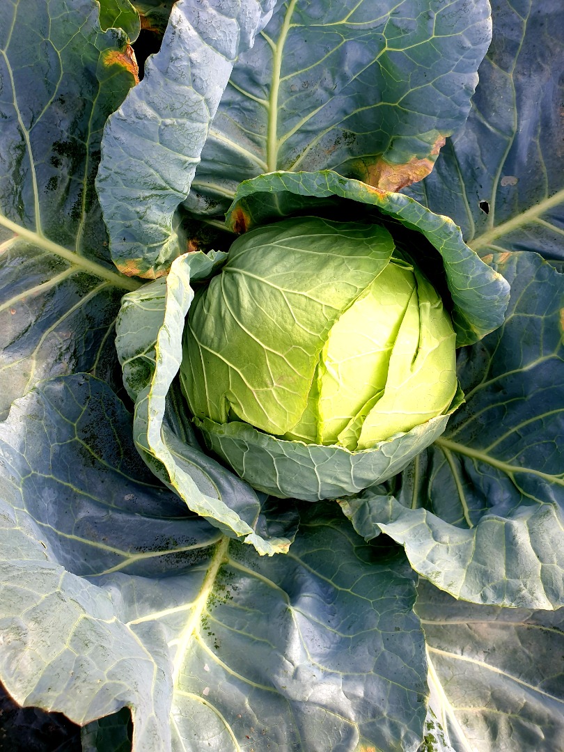Large quantity of Kyose cabbage for sale!