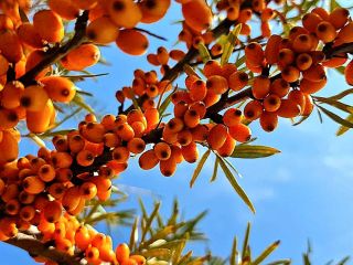 Sea buckthorn fruits frozen immediately after harvesting to preserve
