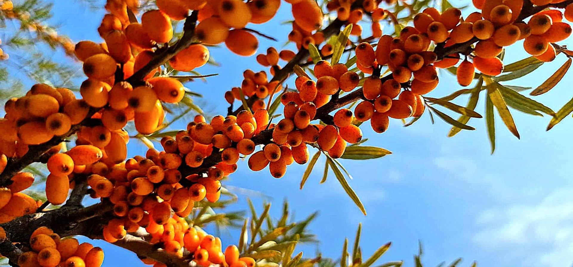 Sea buckthorn fruits frozen immediately after harvesting to preserve all their nutrients