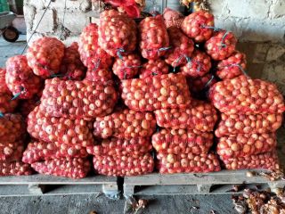 I am selling onions wholesale, harvest 2023, Romanian product,