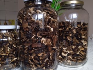 Sliced bolete, only the caps