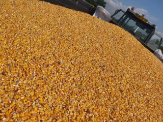 Dry corn, humidity is 15, the variety is pioneer