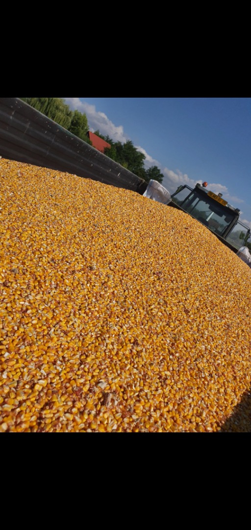 Dry corn, humidity is 15, the variety is pioneer