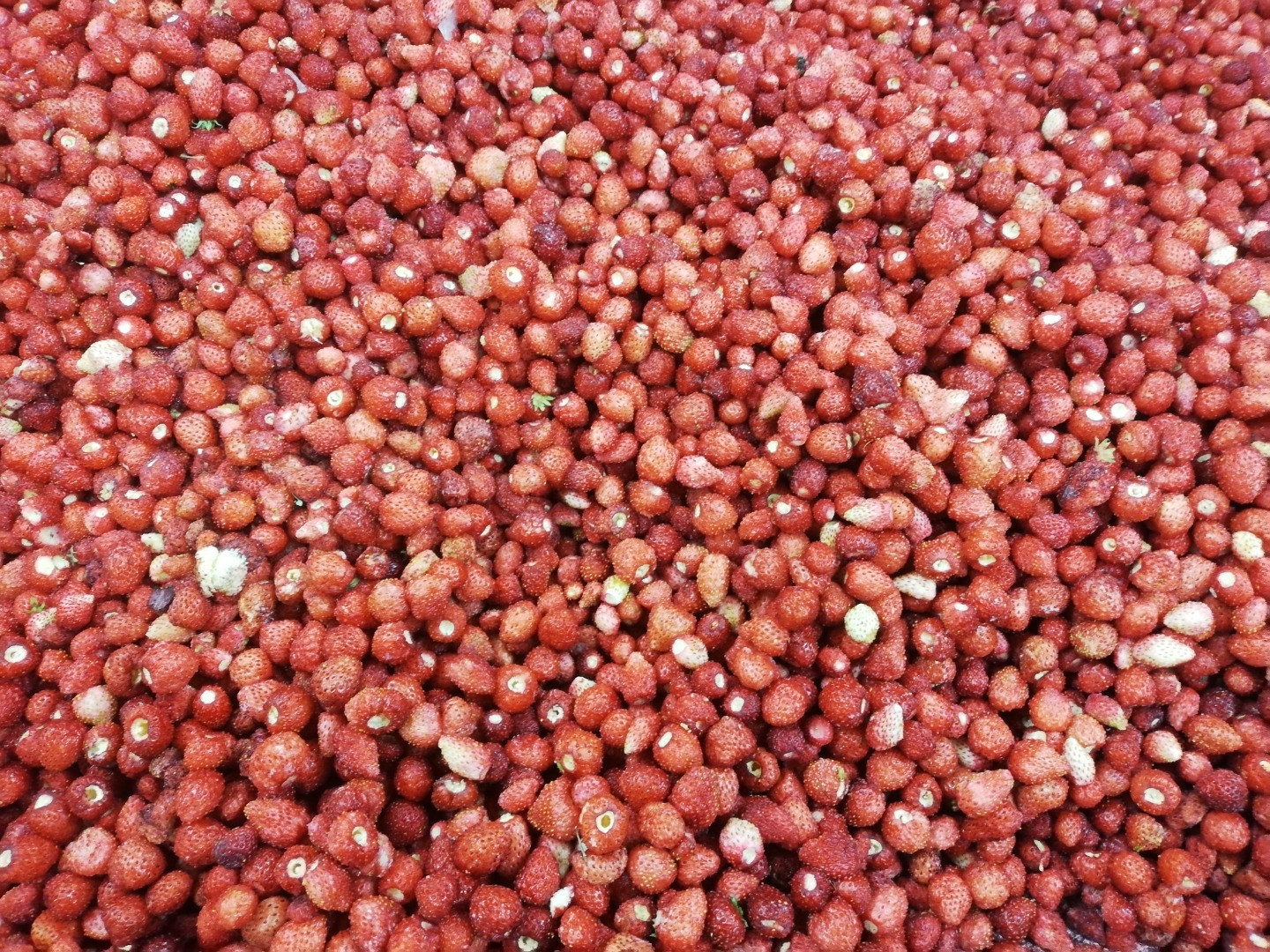 I will sell high-quality frozen wild strawberries Quantity 4 tons Polish product Price negotiable Telephone
