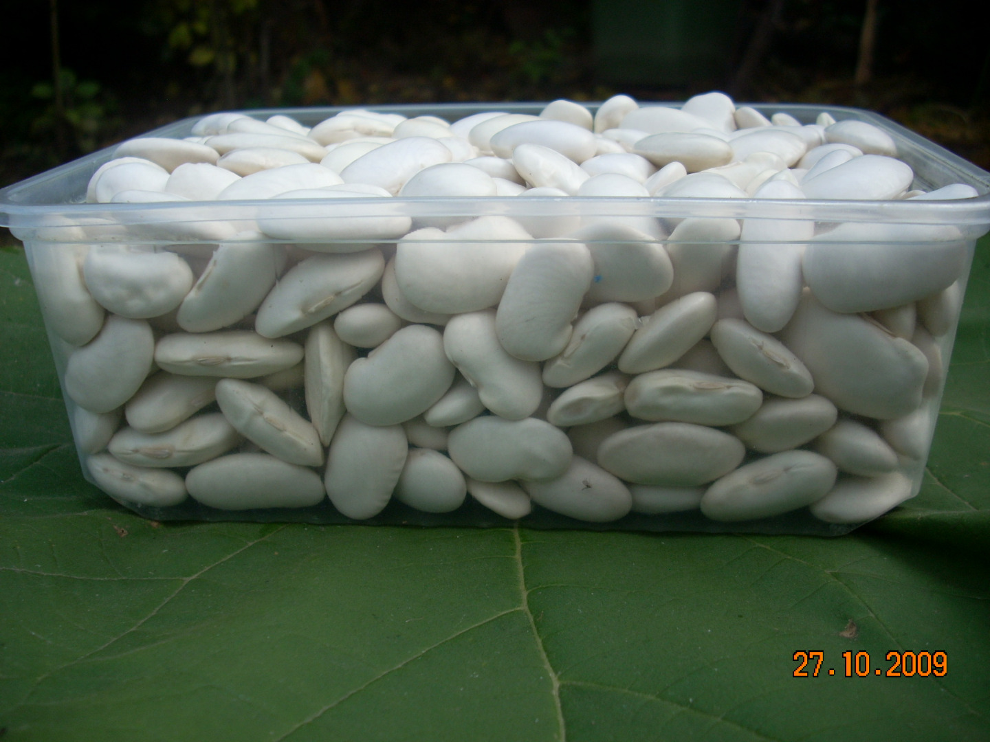 Jaś white beans, produced using ecological methods, 90-120 pcs/kg, 25 kg bag packaging