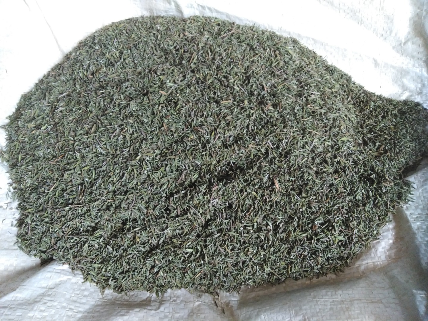 Cleaned thyme for sale, autumn harvest 2023