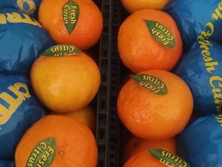 I will sell tangerines in wholesale quantities