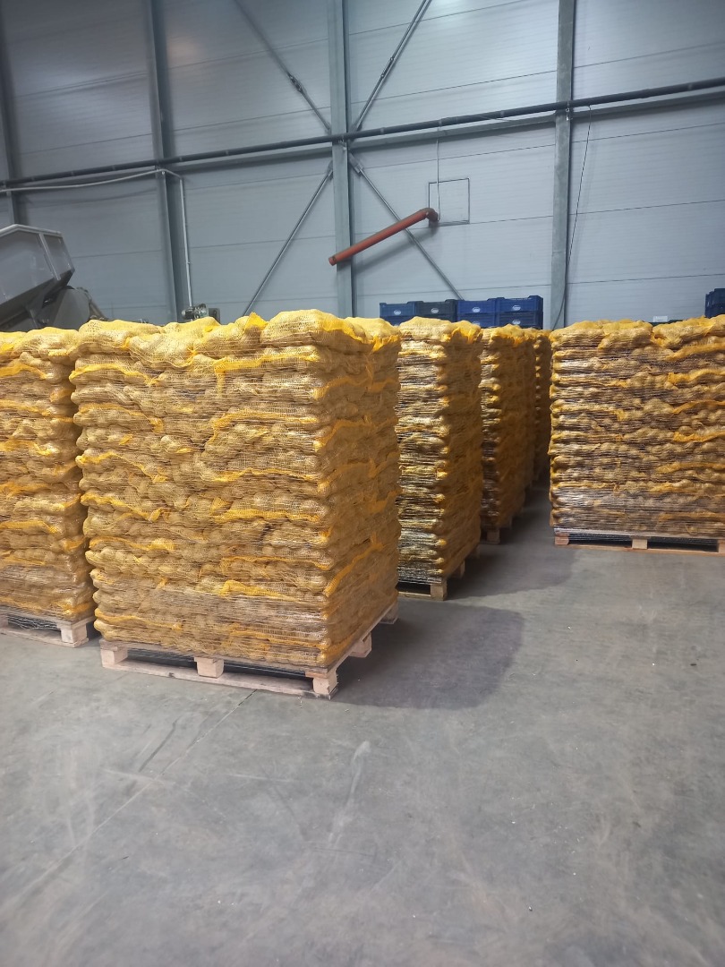 Potatoes for sale: Sewn bags of 10kg, 15kg or Big-Bag