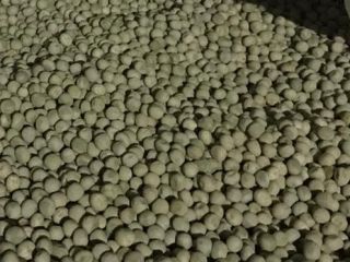 We sell Madras peas (big bags), batch 2023, 100