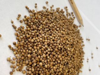 Whole coriander seeds Origin: Bulgaria Purity: min. 99.00% Split