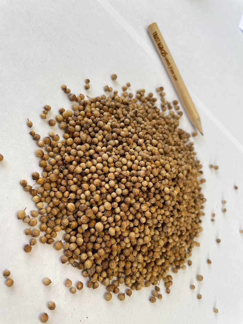 Whole coriander seeds Origin: Bulgaria Purity: min