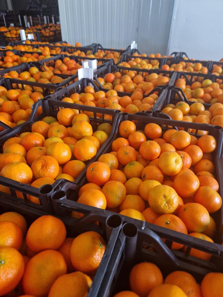 Mandarynka Import Albania: Caliber 1/2/3/4 ready-made +/- 10 kg net packaging: plastic box Clementynka + nova variety full-truck sale