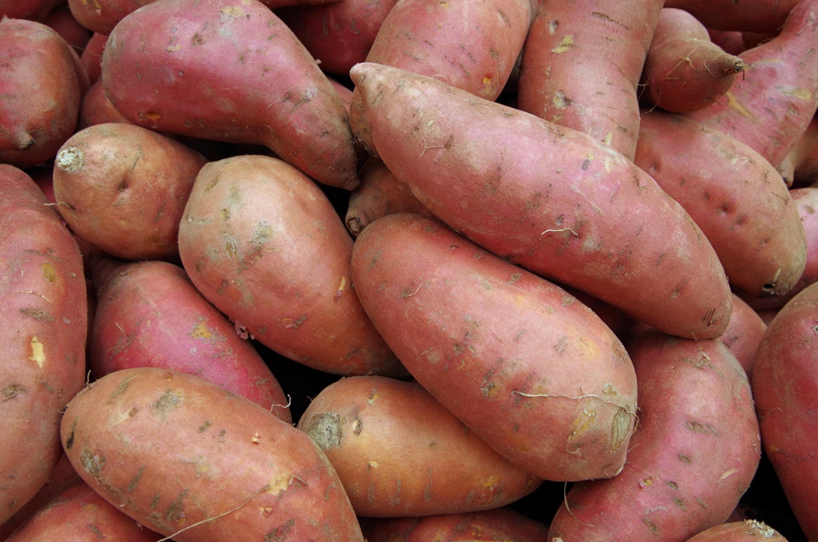 I will sell sweet potatoes in wholesale quantities