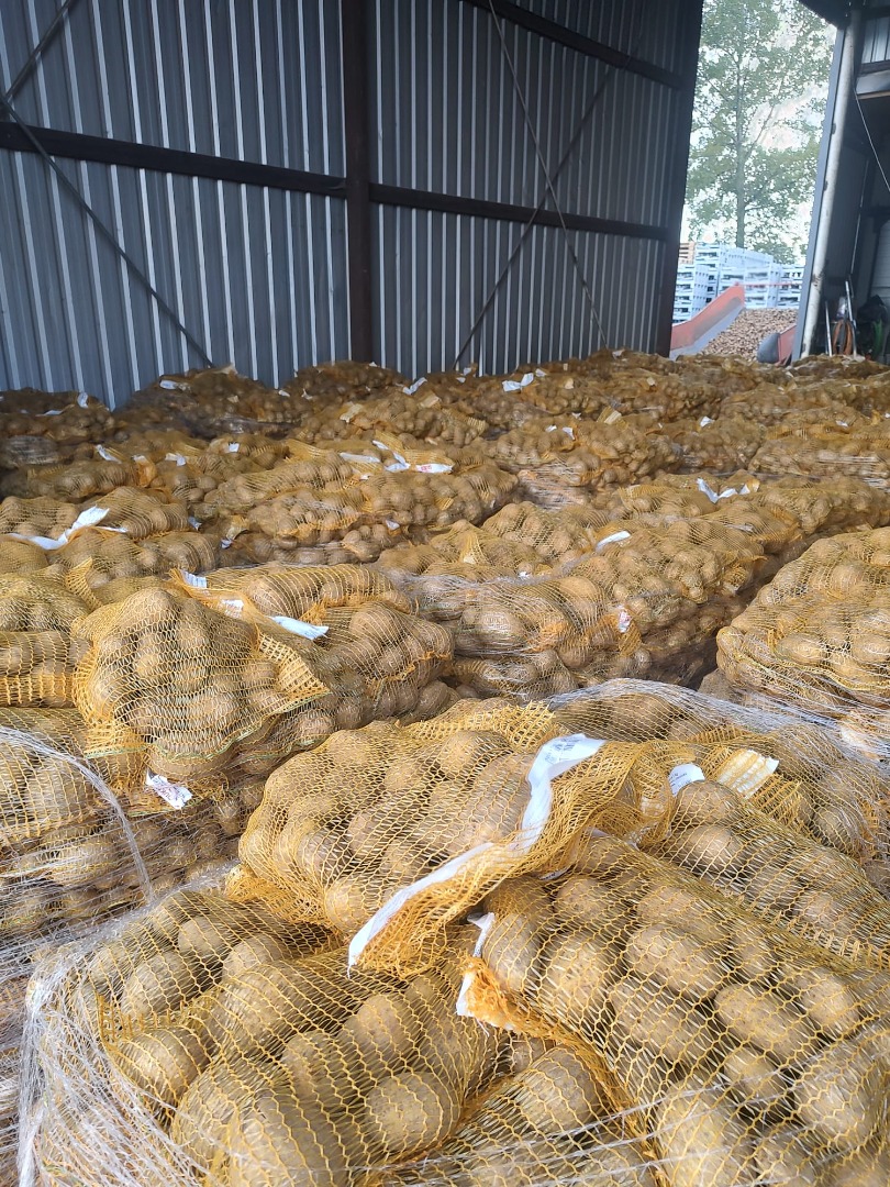POTATOES-LARGE QUANTITIES