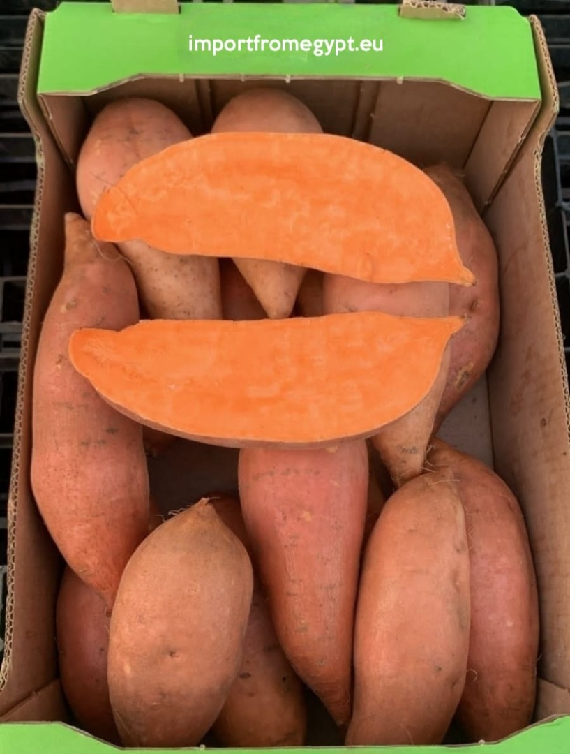 Direct sourcing top quality sweet potatoes from Egyptian farms