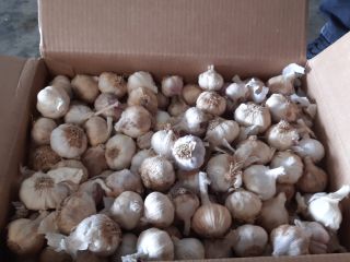 I am selling 150 tons of Spanish garlic for