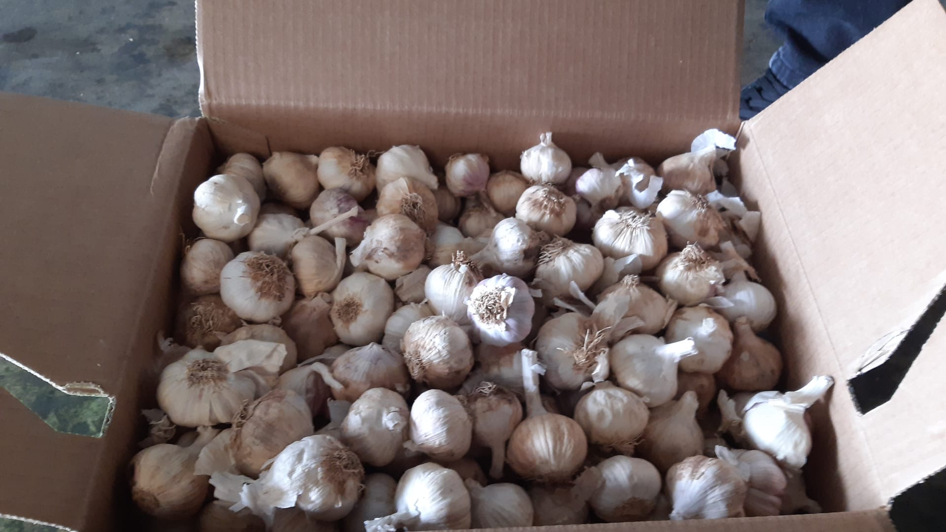 I am selling 150 tons of Spanish garlic for market and industry, 100 tons are already brought to Romania, 50 tons can be loaded directly from Spain