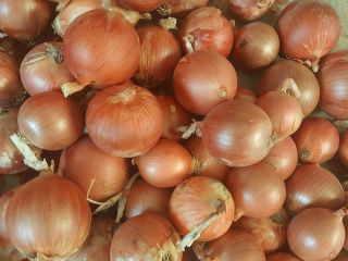 Yellow Onion from Uzbekistan Onion yellow , red ,