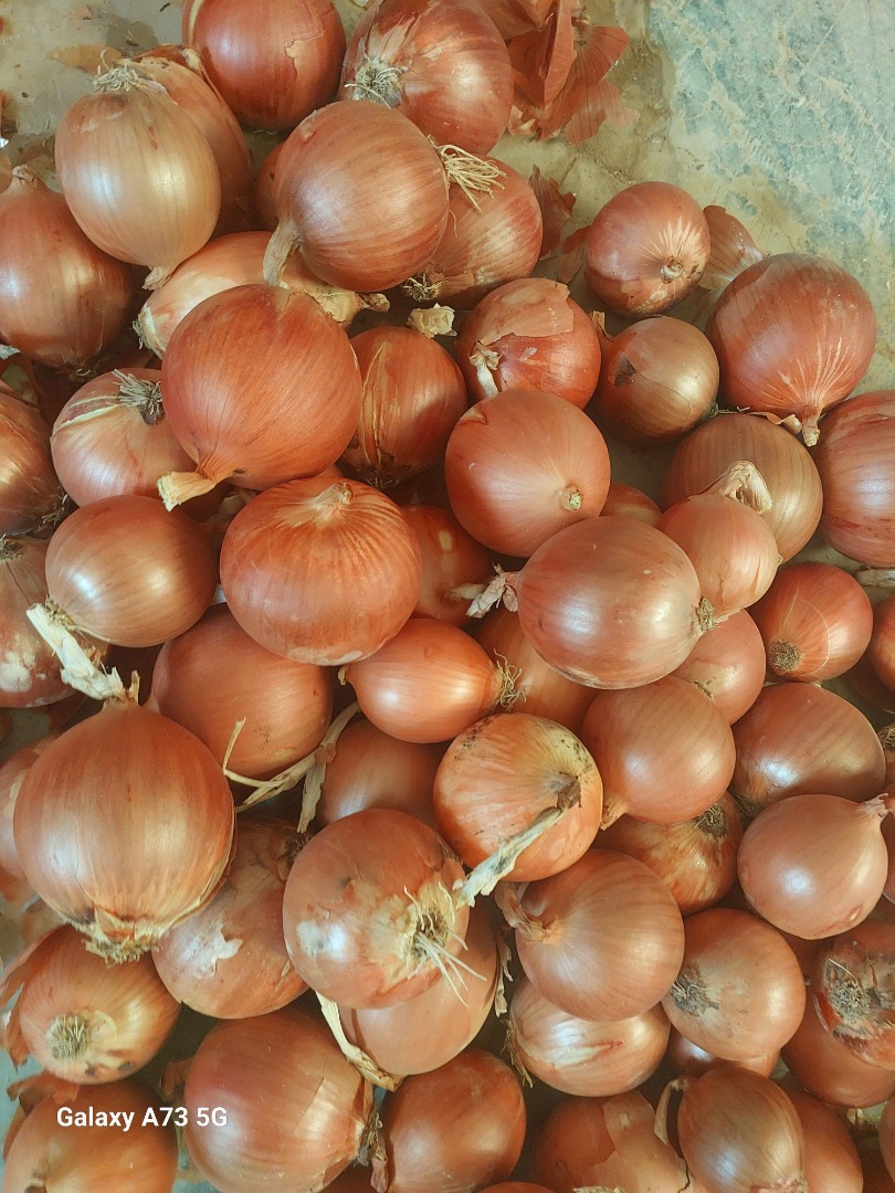 Yellow Onion from Uzbekistan Onion yellow , red , white Bag 10 kg, 15kg, 20 kg, 25 kg, 30 kg, Big bag 500 kg - 1000 kg Size from 40mm to 130 mm Export to