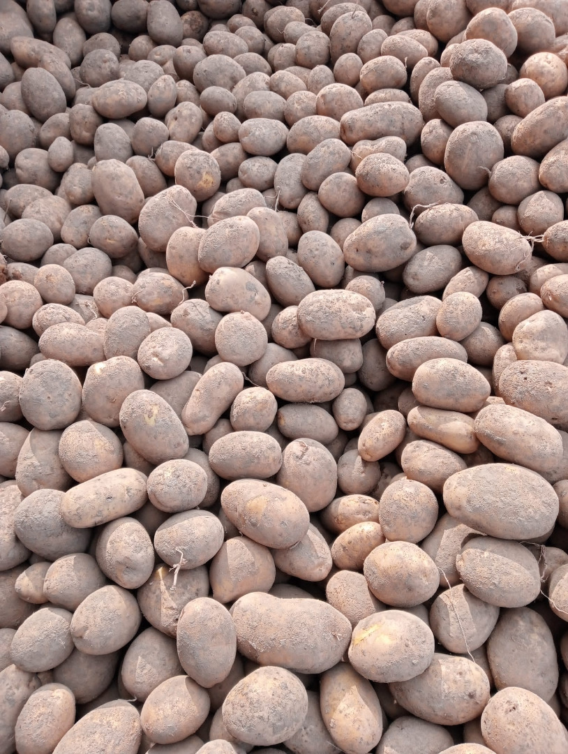I am selling edible potatoes of the Jelly and Vineta varieties, nice and large