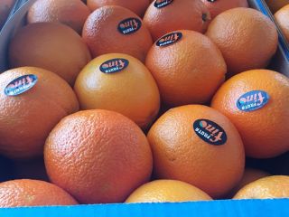 DIRECTLY FROM THE MANUFACTURER Greece oranges grade 1, price