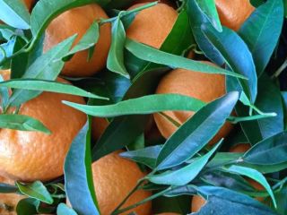 DIRECT FROM THE PRODUCER Natural Clementines Greece, quality 1