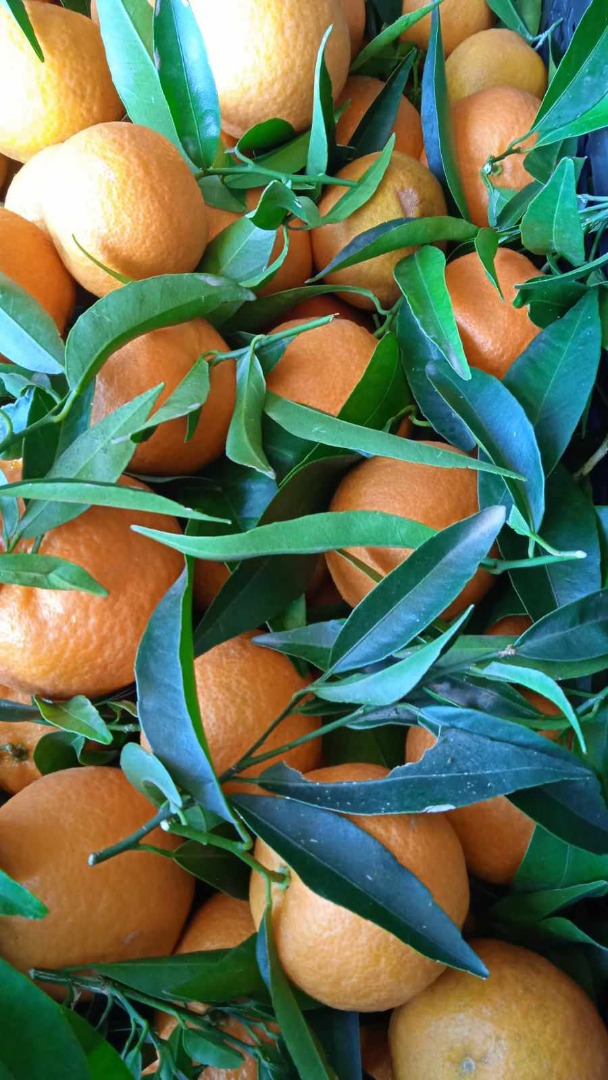 DIRECT FROM THE PRODUCER Natural Clementines Greece, quality 1 We are reliable partners