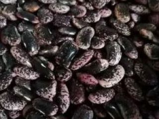 I will sell beautiful Jaś tyk beans - colorful