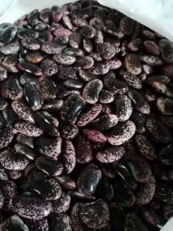 I will sell beautiful Jaś tyk beans - colorful - 2000 kg Price negotiable