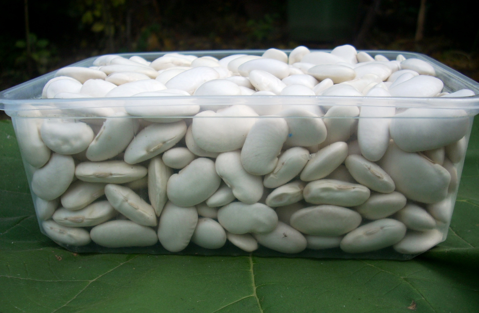 large white beans, 70-80 pieces/kg, produced using ecological methods, packaging: 25 kg bag, transport 1 ton, email contact