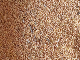 Approximately 15 T of millet for sale. Clean, dry
