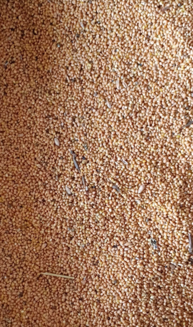 Approximately 15 T of millet for sale