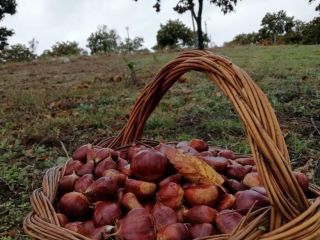 Sweet fresh chestnuts hand-picked. Integrated in traditional farming Varieties: