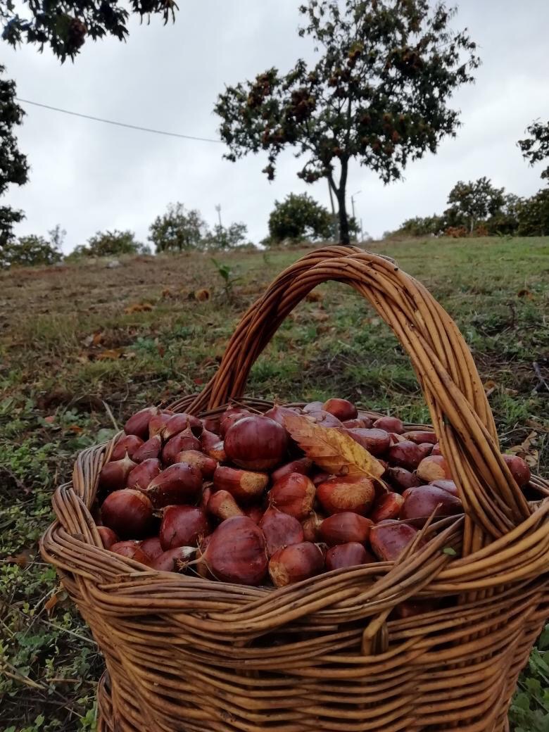 Sweet fresh chestnuts hand-picked