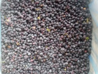Wild blueberry