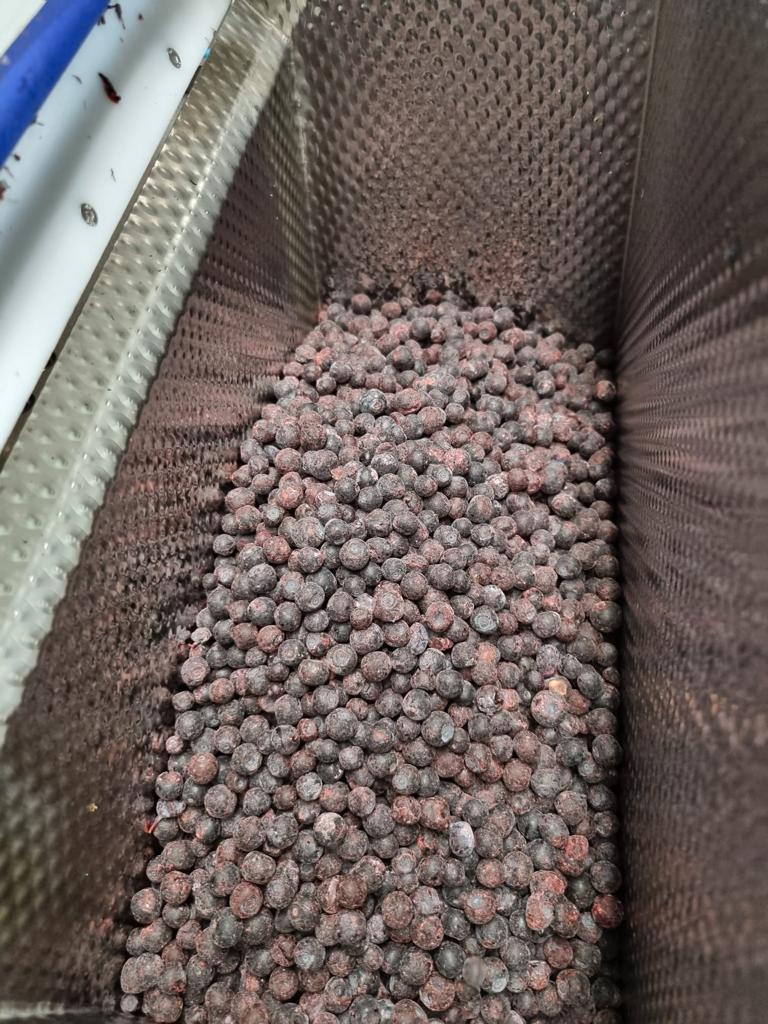IQF Bilberry A class packing 20 bag price 3,2€ EXW