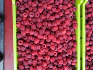 Quality raspberry from Serbia.