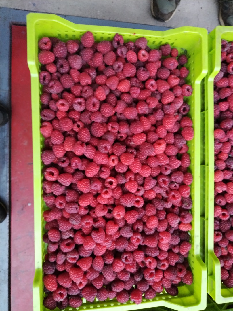 Quality raspberry from Serbia